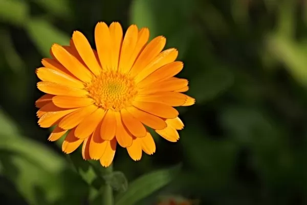 Calendule che ingialliscono: il metodo corretto di semina per fiori rigogliosi