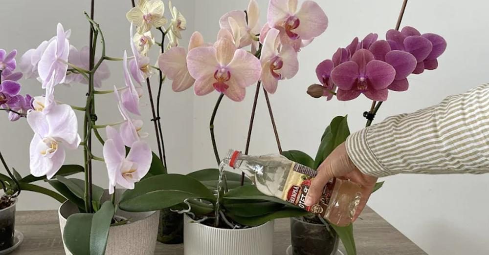 Phalaenopsis: il trucco con luce e irrigazione che stimola la fioritura quasi tutto l'anno