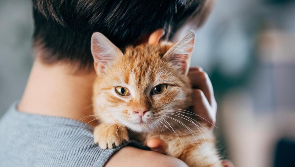 Lavorare tutto il giorno: è possibile adottare un gatto e lasciarlo solo senza renderlo infelice?