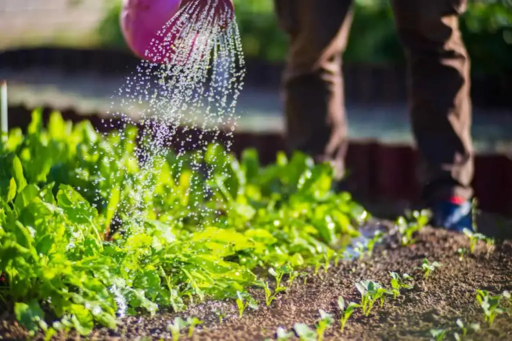 Semina primaverile: tappo di bottiglia per l'irrigazione a goccia da 3–5 giorni