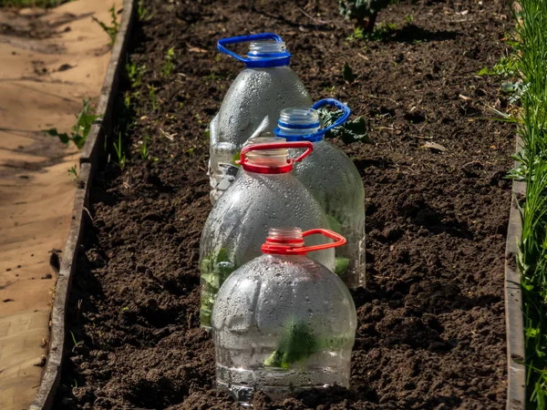 Orto: grazie ai tappi delle bottiglie risparmio acqua e limito le lumache