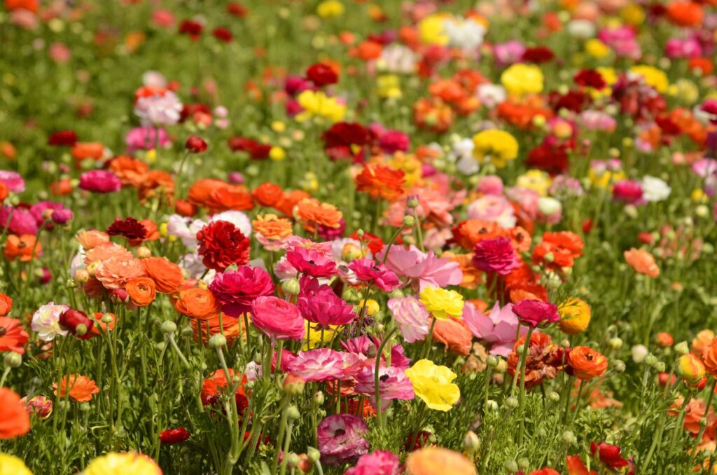 Giardino 2026: il ranuncolo asiatico spodesta il tulipano in primavera in Francia