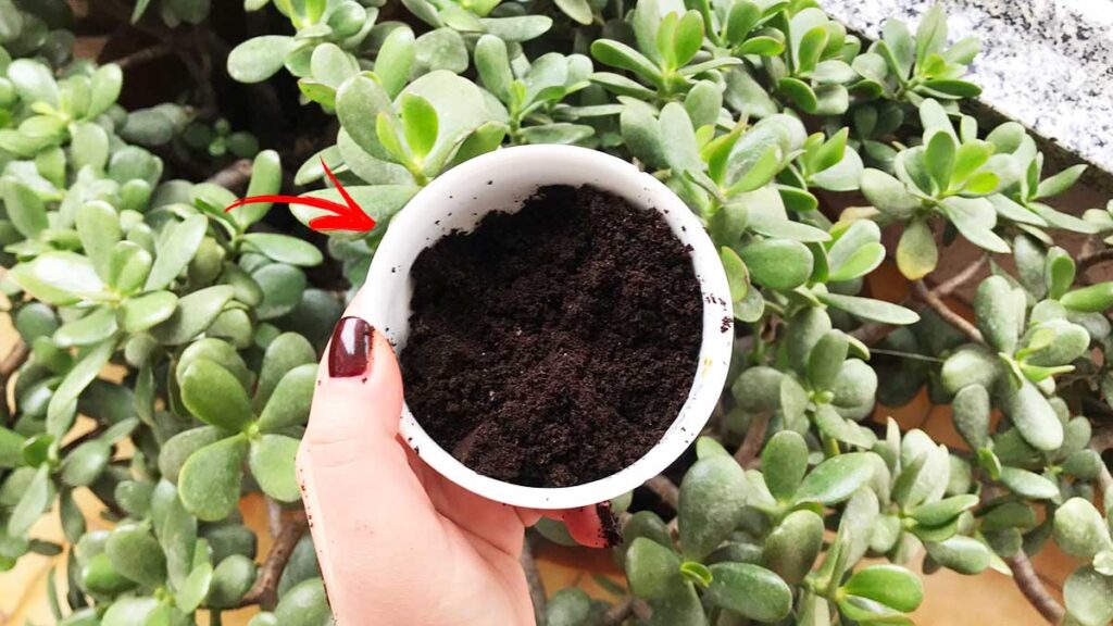 Giardinaggio: i fondi di caffè come concime possono acidificare il suolo e indebolire le piante