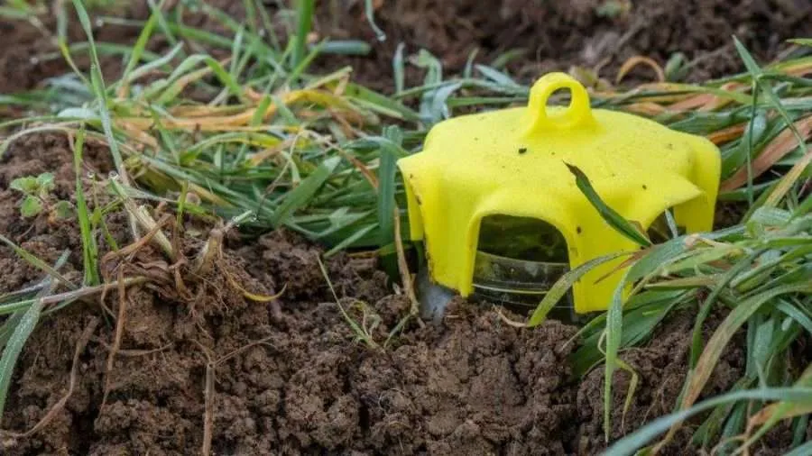 Trappola casalinga per lumache nell'orto: una scatola trasparente protegge le insalate senza chimica