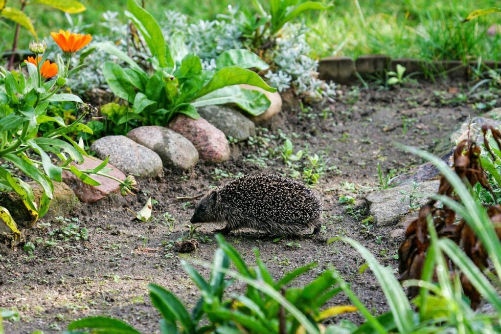 In giardino lascia l'ortica urens: attira i ricci e riduce le lumache